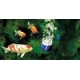 Aeratorius AquaOxy 4800 CWS